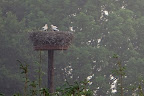 Störche bei Kolkes