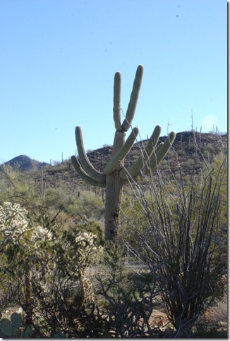 01-02-12 Saguaro National Park - West 015