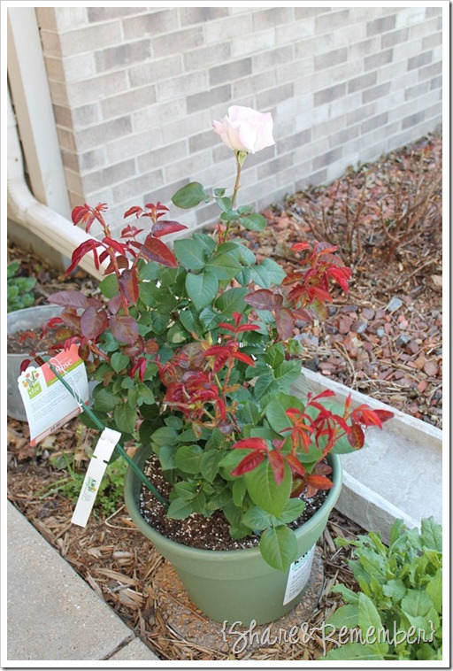 WW II Memorial Rose Bush