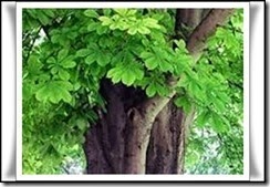 Castaño de Indias (Aesculus hippocastanum)-L Castaño de Indias (Aesculus hippocastanum)-L