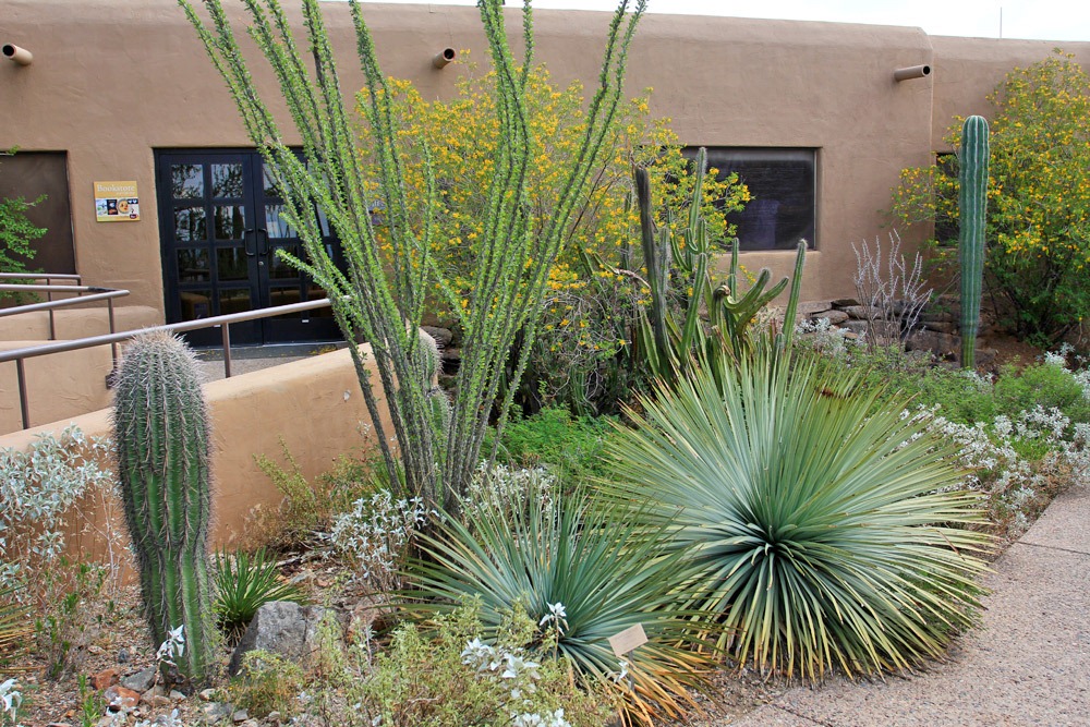 [120728_ArizonaSonoraDesertMuseum_Yucca-whipplei_04%255B2%255D.jpg]