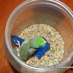 Max in jar 1 2011.JPG