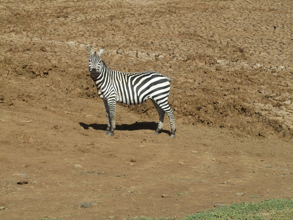 [Zebra%255B6%255D.jpg]