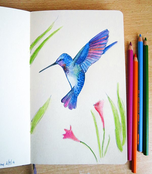 hummingbird drawing - colobrì