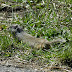 Uinta.ground.squirrel.dscn3594