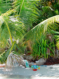 Matimu looks so tiny next to all the huge palm tree leaves around him! Madagascar6 - 041.jpg