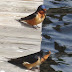 Barn%252520swallows%2525202