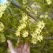 Fynbos
