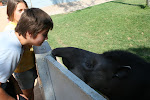 Cy and Ollanta check out the tapir, Lima Zoo, Peru