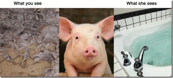 what-you-see-animals-fea63f