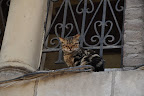 Stray cats roam freely around Cairo