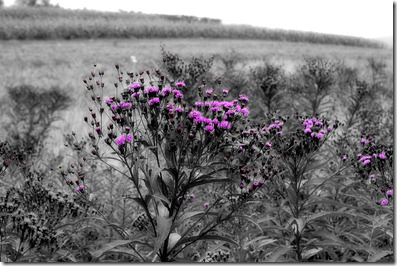 grey and pink grey and pink