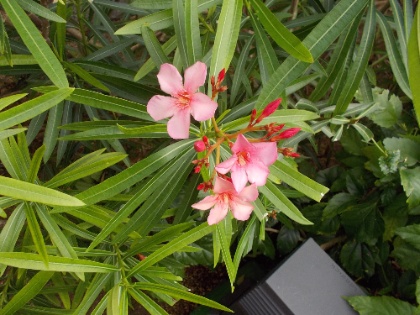 DSCN0616.jpg DSCN0616