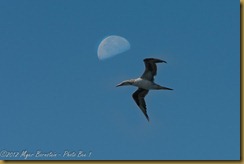 Northern Gannet