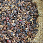 DSC_0720 - Copie.JPG