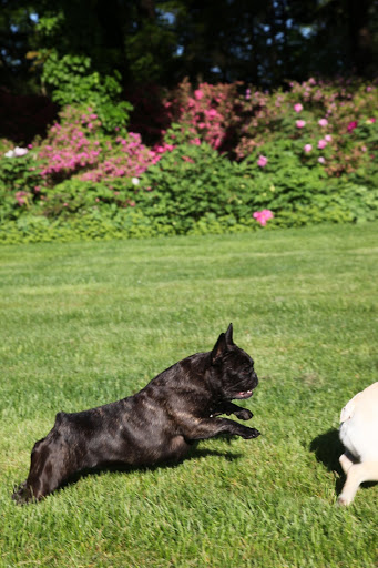 I'm going to have to chase you out of here - I can't risk you clipping these peonies!