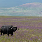 Büffel in einer blühenden Wiese in Ngorongoro © Foto: Ulrike Pârvu | Outback Africa Erlebnisreisen