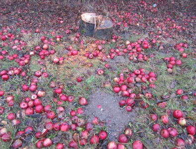 Gefällter Apfelbaum