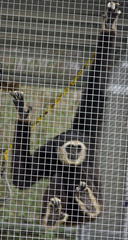 Monkey Exotic Game Park Monkey Exotic Game Park