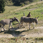 DSC01868.JPG