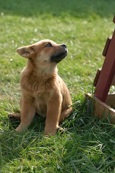 mutt1.jpg mutt1.jpg