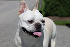 You remember Carmine - he's the fellow who is responsible all the beautiful stonework here at the farm.