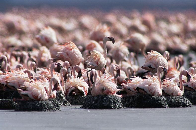 lake-natron-2