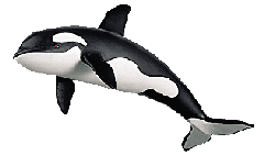 orka's%201004