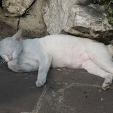 Mogmog_cat