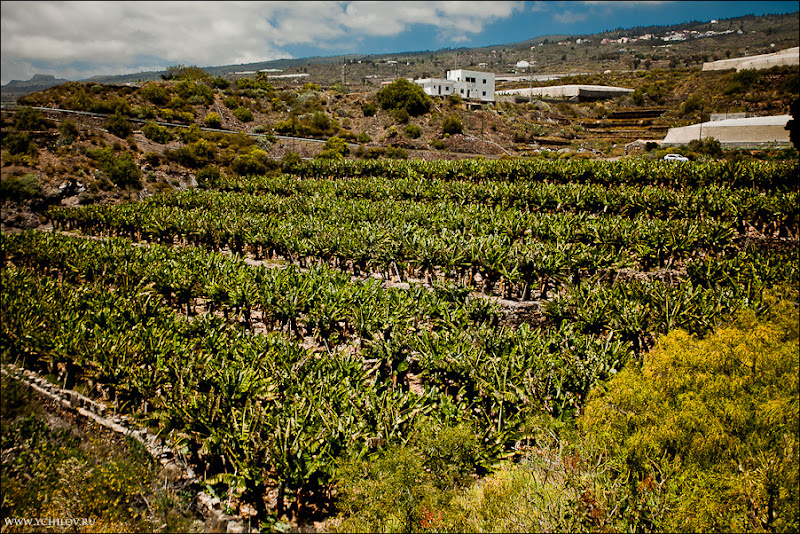 002 www.ychilov.ru foto tenerife.jpg