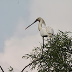 IMG_6684.JPG
