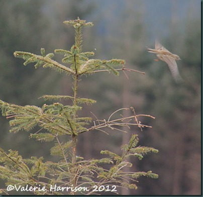 26-tree-pipit 26-tree-pipit