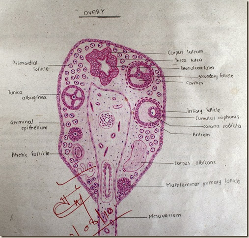 Ovary  high resolution histology diagram