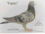Algunas de Las Palomas Famosas de Todos Los Tiempos. Slideshow