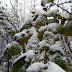Parc de Belleville : feuillage