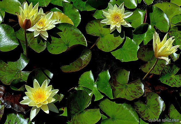 Glória Ishizaka - Flor amarela 24
