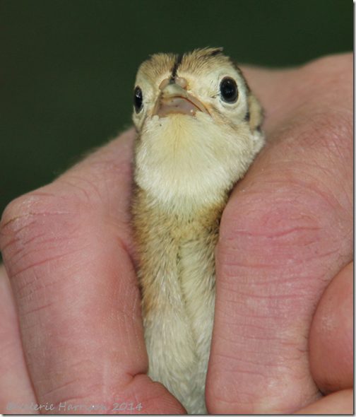 pheasant-chick-2