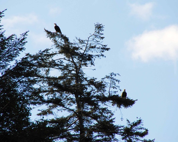[eagles%255B3%255D.jpg]