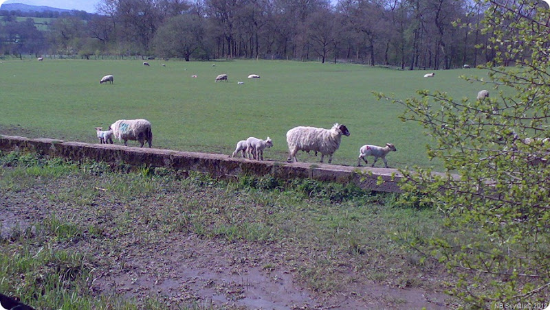 16042012250 Lambs