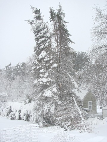 [Blizzard%25202.9.2013%2520taken%2520from%2520back%2520door%2520split%2520spruce%2520tree12%255B3%255D.jpg]
