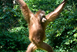 Orang Utan - Sepilok, Malaysia