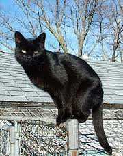 [black%2520cat%255B2%255D.png]