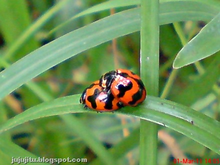 [ladybirdmating028.jpg]