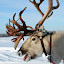 Lapland 2011-02-13 Lapland 2011-02-13