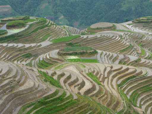 chinese terrace farming