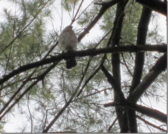 Harrier hawk in pine tree