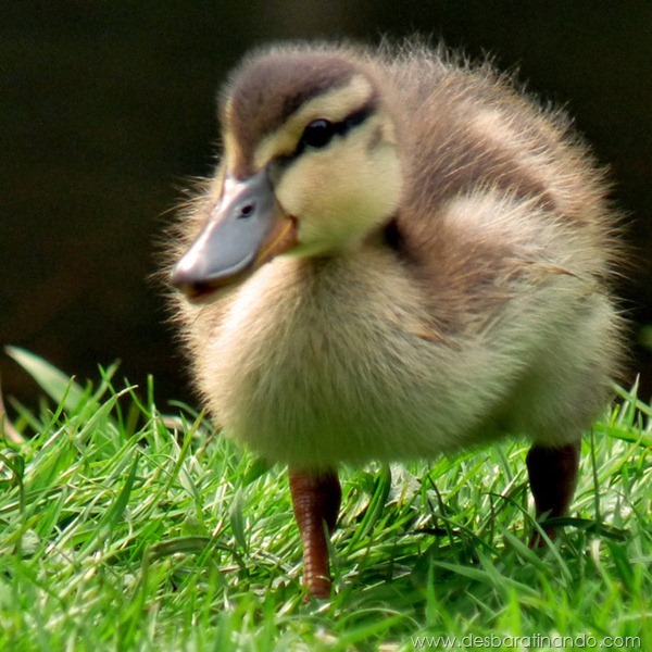 filhotes-patos-fofos-pequenos-desbaratinando (24)