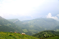 More cows
