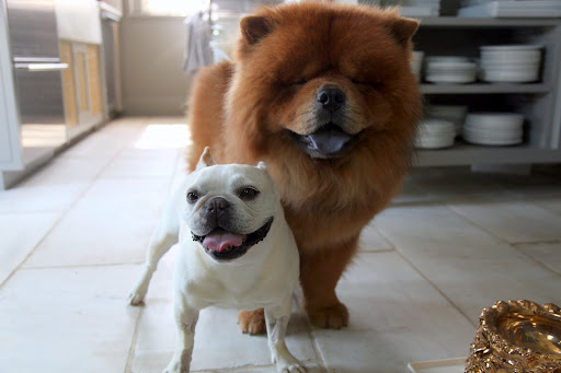 Whew!  G.K., it sure is a scorcher today!  A quick walk outside and we're already panting like crazy!