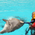 Delfinilor le place sa fie mangaiati